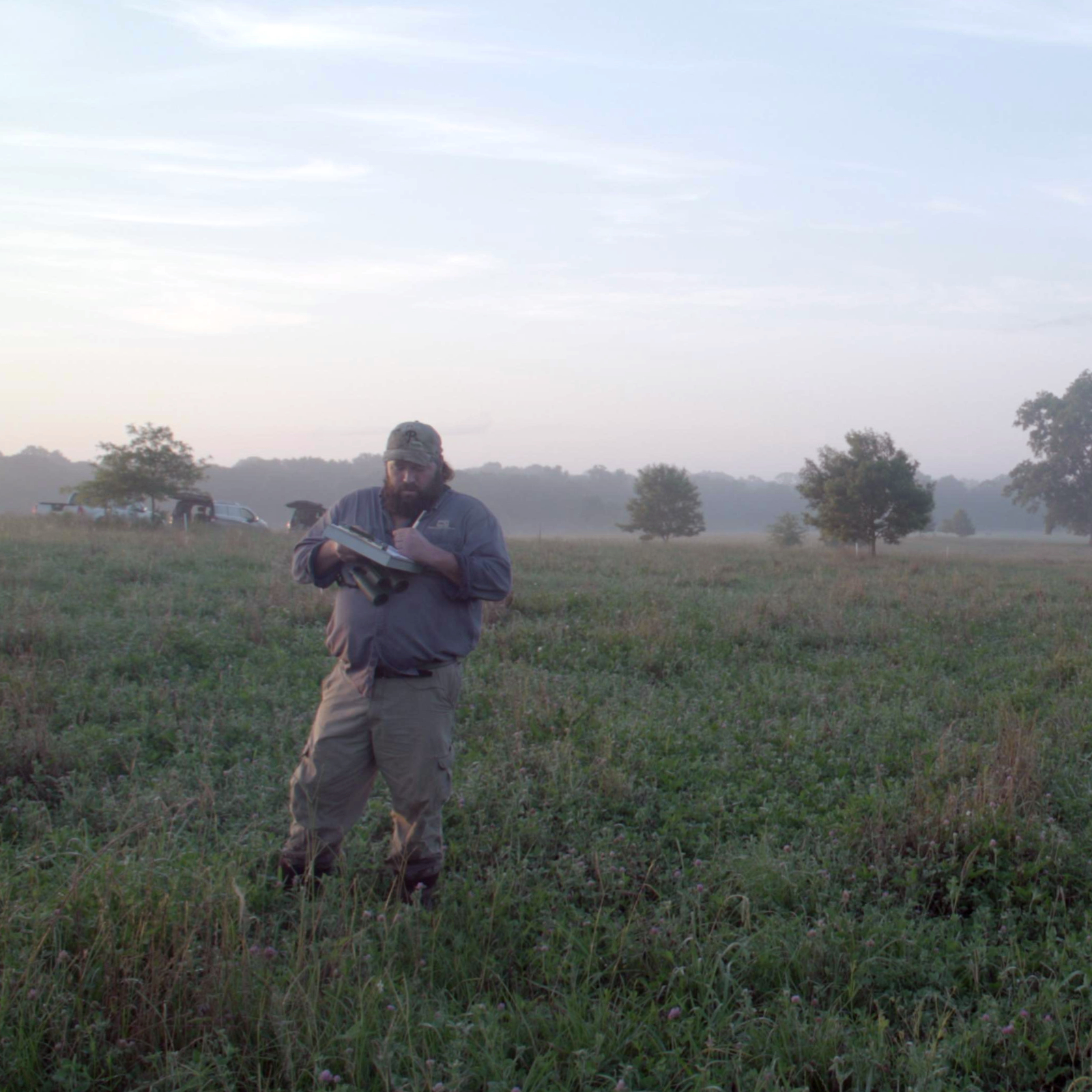 amp grazing cattle fields